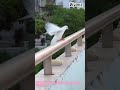 Satisfying Animal Moments: Pigeon Slips on Metal Rail 🦀↓