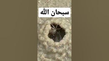 #المنشاوي | هذا خلق الله فأروني ماذا خلق الذين من دونه.. #سورة_لقمان #تلاوة_خاشعة #قرآن #تلاوة #آية