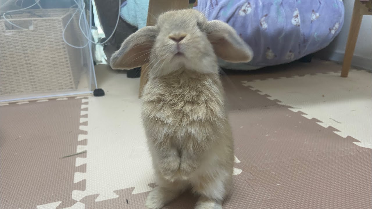 新品、hacodeco、垂れ耳ウサギ♡最終価格‼️ 102757912-01.jpg