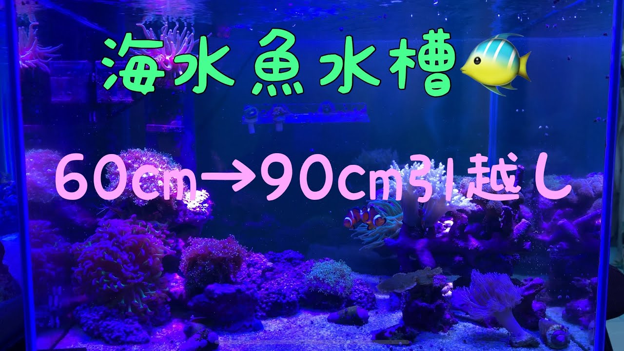 海水魚水槽 60cm 90cmへ引越し Youtube