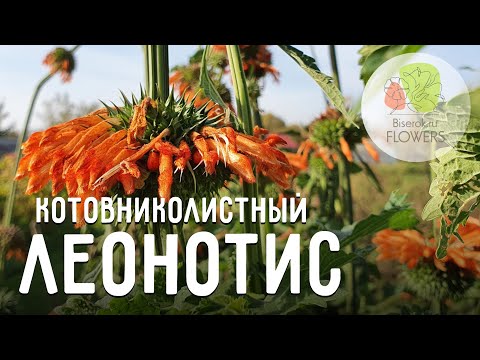 Видео: Выращивание растений Леонотиса - Использование растения Леонотис Львиное ухо