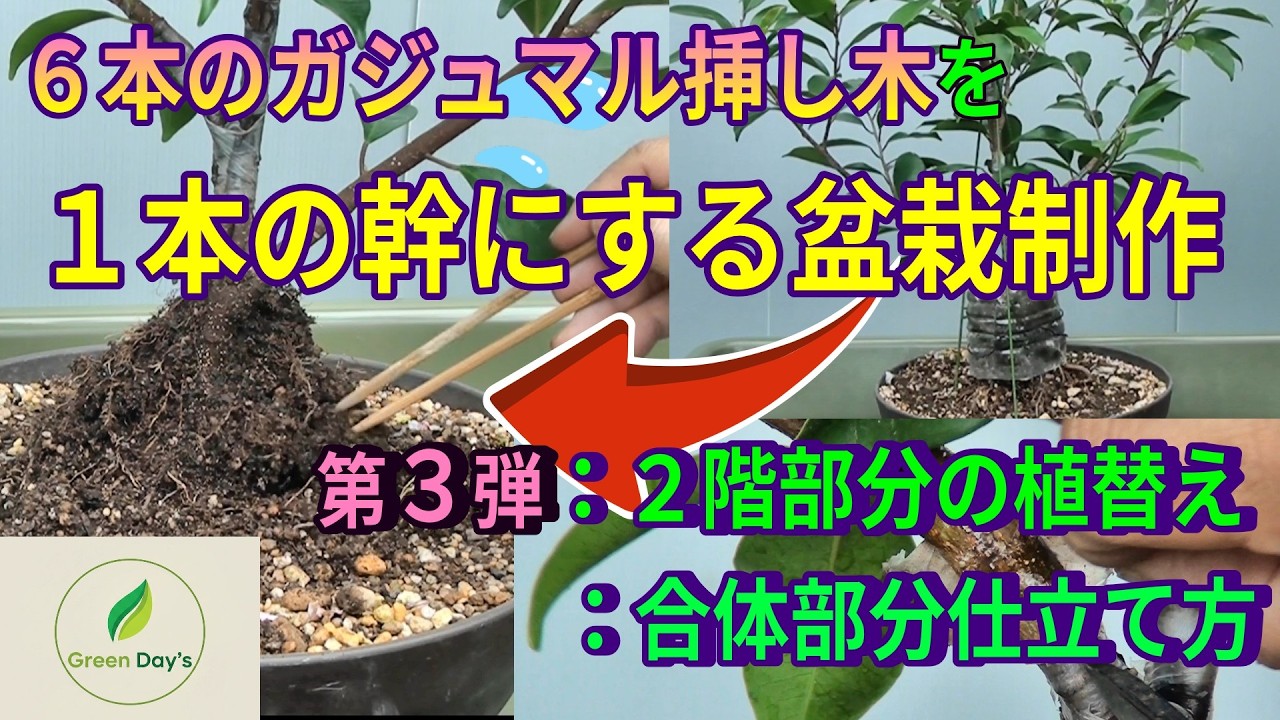 YTガジュマル プロも驚く？ガジュマルを6本束ねて作る「絡め幹盆栽」のメリットと