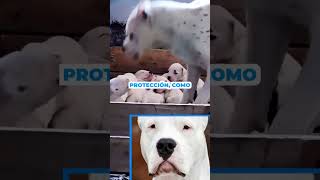 Mitos sobre el DOGO ARGENTINO  dogoargentino perro perros mascotas pets