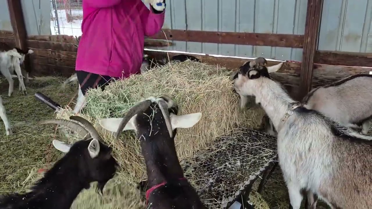 snowy goat feeding