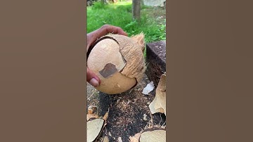 Technique for opening coconut meat from its shell