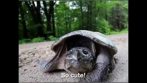 Stupid People Vs Turtles Compilation