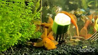 Кормление красных (супер ред) анциструсов огурцом в аквариуме с самками и мальками гуппи