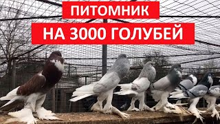Питомник на 3000 голубей  (1 часть). Живой дом. Nursery for 3000 pigeons (1 part). living house