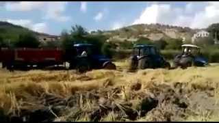 sinop saraydüzü halil ağanın çeltik hasadı