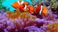 El extraño y fascinante mundo de los corales ile ilgili video