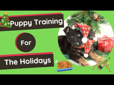 वीडियो: पिल्लों के लिए सुरक्षा - आपके पिल्ला के लिए छुट्टी सुरक्षा युक्तियाँ