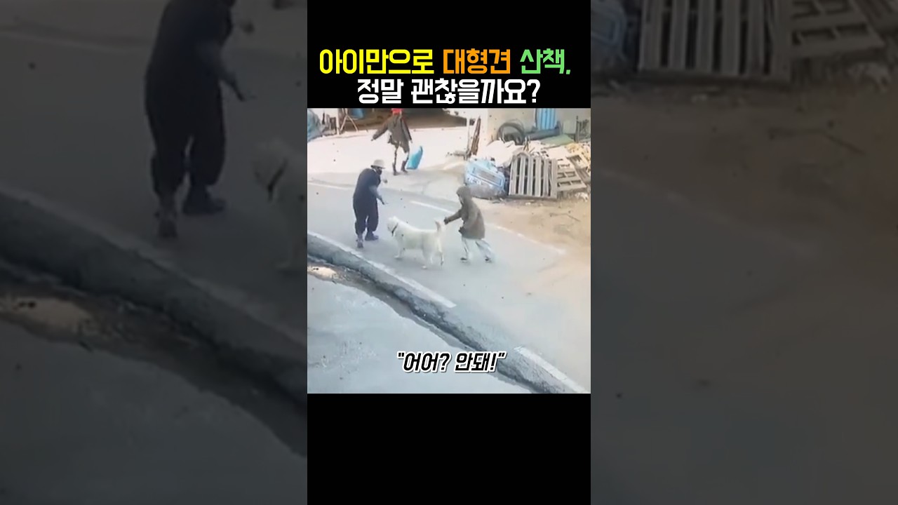 아이만으로 대형견 산책, 정말 괜찮을까요?