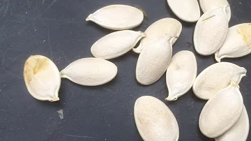 Comment faire germer graine de potimarron ?
