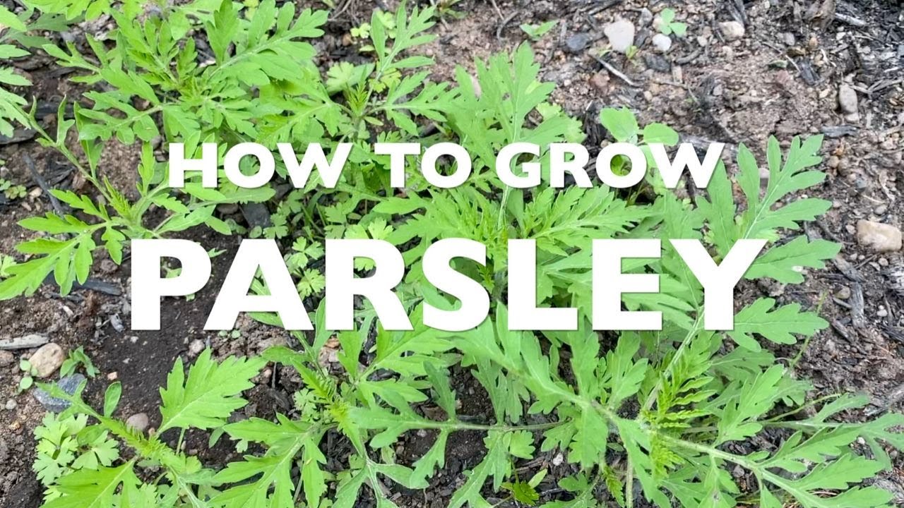 PARSLEY HOW TO GROW PARSLEY YouTube