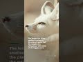 view Fennec Fox Fast Facts | Amazing Dogs #Shorts digital asset number 1