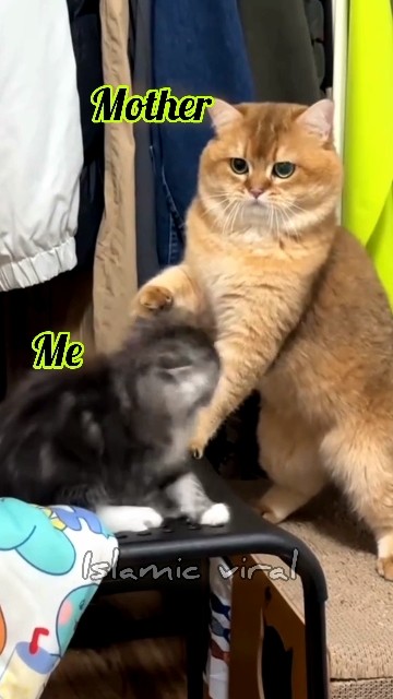 Me & My Mother🥺😂(part-3) #beautiful 😘#cutecat😍 #beautifulcat #like 👍#subscribe #funnycat