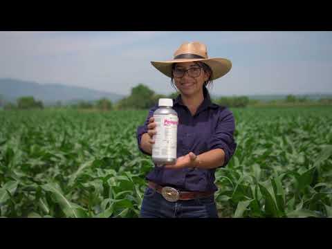 Video: Foliar Plant Spray - Información y consejos para usar sprays foliares