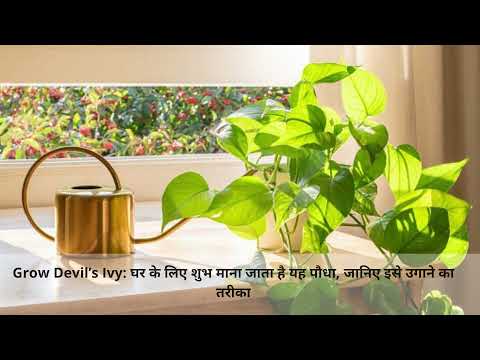 Grow Devil's Ivy: घर के लिए शुभ माना जाता है यह पौधा, जानिए इसे उगाने का तरीका