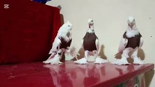 видео: АСИЛХОН АКА ХОНАДОНИДАН СОТИЛАДИ +998902100031 #кабутар #каптар #pakistan #india #kaptar #pigeonlove картинка: АСИЛХОН АКА ХОНАДОНИДАН СОТИЛАДИ +998902100031 #кабутар #каптар #pakistan #india #kaptar #pigeonlove