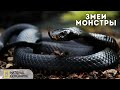 Змеи - монстры | Документальный фильм National Geographic