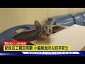 【CNN精選】躲過洪水!災民救出「幸運小貓」找新家卻一波三折｜TVBS新聞