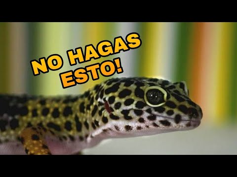 Video: ¿Los geckos leopardo necesitan nebulización?