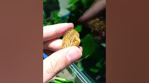 Hồ ly thạch anh tóc vàng