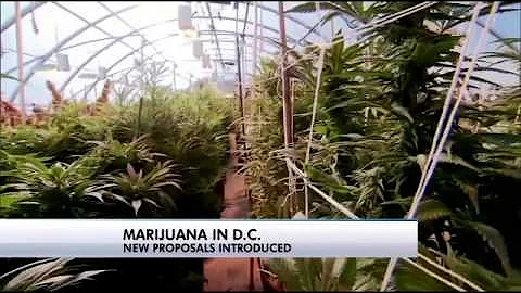 D.C. Cannabis Campaign pushes to legalize marijuana