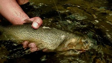 Go Fish BC: Catch and Release