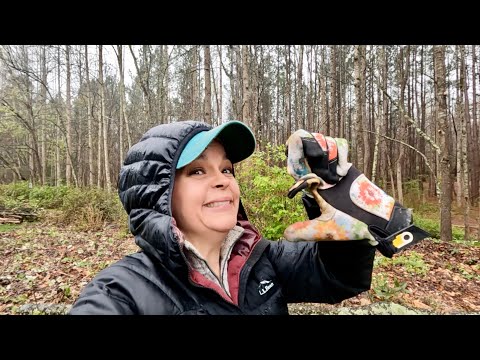 Trimming Trees & Planting New Camellias In the Rain 