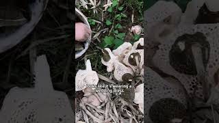 So you're not going to let your friend eat this? #mushroom #fungus