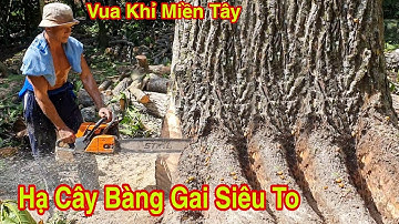Vua Khỉ Cưa Bật Gốc Cây Bàng Gai Siêu To Hạ Toàn Nhánh Khủng ( phần Cuối )