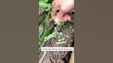 Nhà mình đã biết tác dụng chữa bệnh từ cây Trâu Cổ ( vảy ốc, xộp) này chưa? #baithuochay #thuốcnam