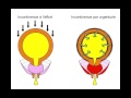 Incontinence urinaire de la femme mcanismes traitements