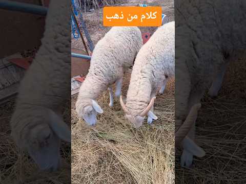 كلام من ذهب كلام من ذهب ابواصيل عبارات اقنباسات اكسبلور نصائح معجزات ادعية صلوا على النبي ﷺ