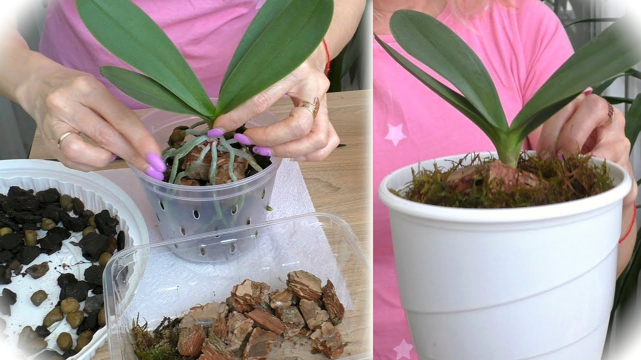 Во что погрузить корни орхидеи при пересадке?