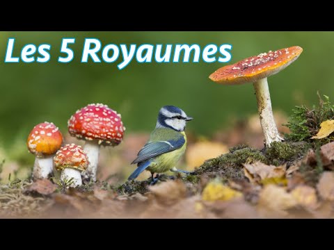 Les 5 Royaumes de la Nature #1: économie bleue et Super France