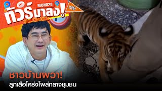 แตกตื่น! "ลูกเสือโคร่ง" โผล่กลางชุมชน ไล่ตะครุบชาวบ้าน | ทัวร์มาลง