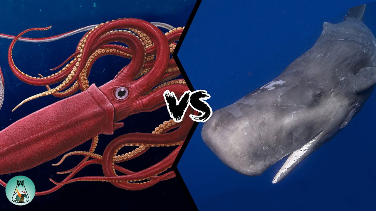 Sperm Whale And Giant Squid Fight - BEST GAMES WALKTHROUGH