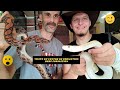 Visite centre de formation herp formation  reptile serpent python molure molurus bivitatus