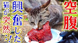 お腹を空かせていた野良猫の集団。餌を目の前に興奮した野良猫が、、