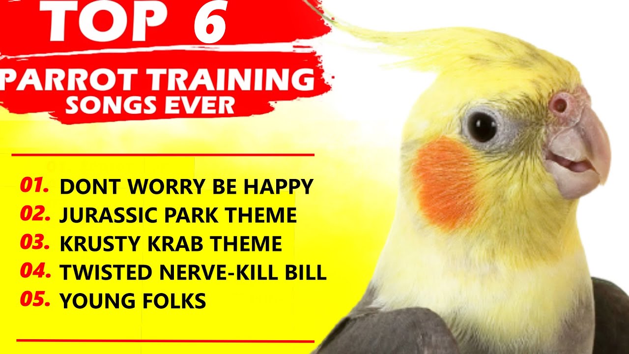PARROT TRAINING SONGS EVER Whistle Training Teach Your Bird Cockatiel Singing Budgie