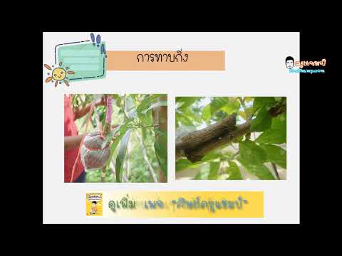 เรียนวิทย์กับครูแชมป์ เรื่อง การขยายพันธุ์แบบไม่อาศัยเพศของพืช โดยครูทราย