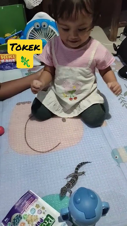 tokek cicak lucu #shorts