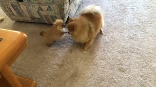 Tiny pomeranian puppies run barking and playing, barking cute sounds