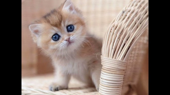 Yalangoch mogul ayollar seks foto va video