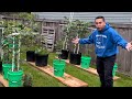 BasementFigs: WHERE DID MY FIG TREES GO!? #figs #gardening #growtent