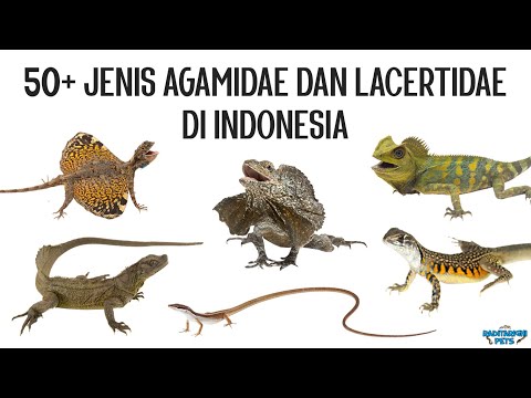 50+ Jenis Kadal Agamidae dan Lacertidae di Indonesia