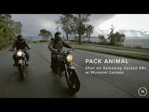 Pack Animal | Shot On Samsung Galaxy S8+ and Moment Lenses