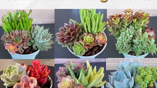 How to make a basic Succulent Arrangements